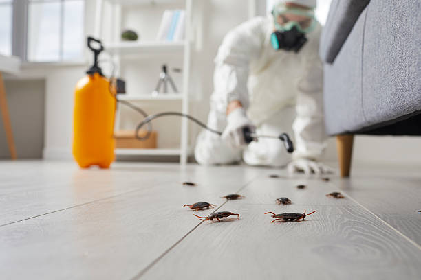 Post-Treatment Bed Bug Interceptor Monitoring in Rawls Springs